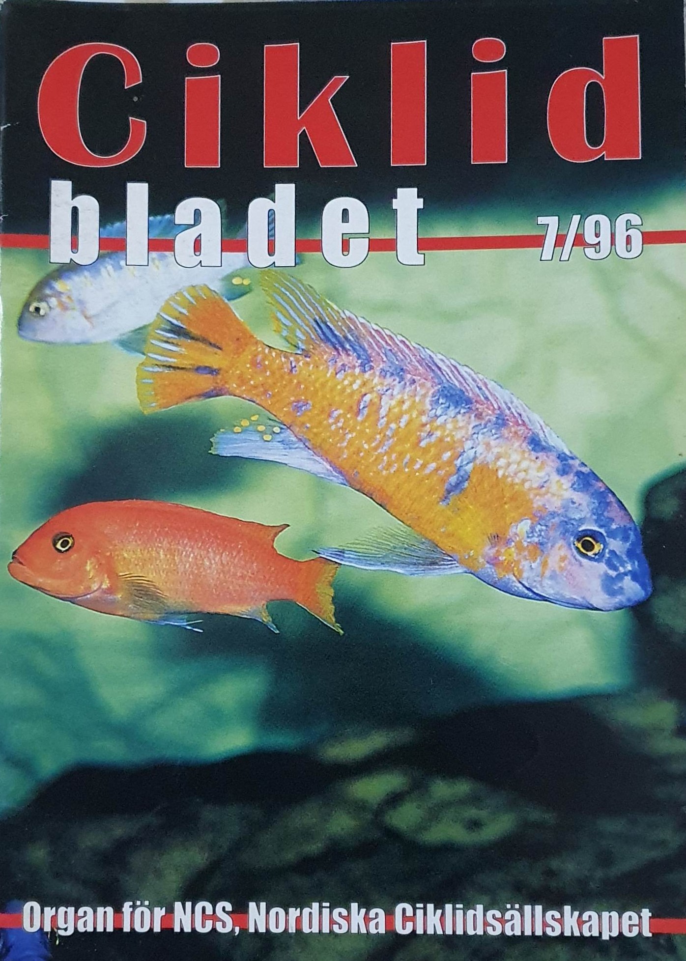 Omslag för Ciklidbladet 1996/07