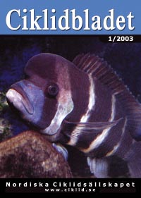 Omslag för Ciklidbladet 2003/01