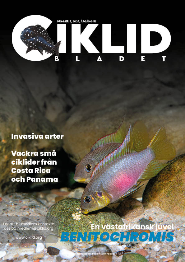 Omslag för Ciklidbladet 2024/03