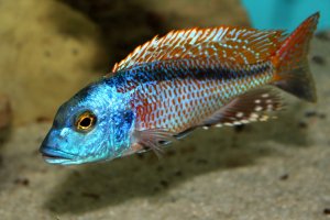 Buccochromis nototaenia - Stripeback hap

