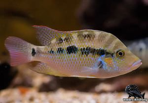 Astatheros margaritifer –