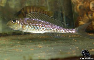 Asprotilapia leptura – Tanganyika leptura