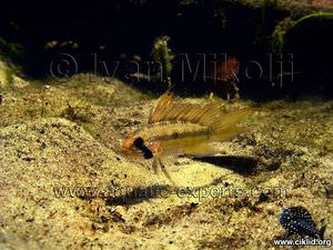 Apistogramma megaptera – A166