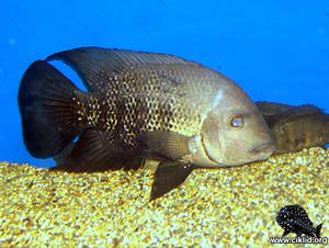 Astatheros macracanthus –