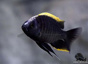 Copadichromis geertsi –