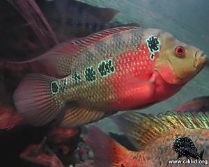 Amphilophus trimaculatus – Trimac, Trefl&auml;cksciklid