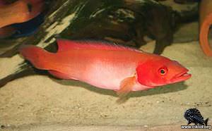 Crenicichla sp. "atabapo red" – Crenicichla sp. atabapo red