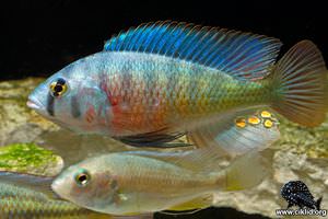 Haplochromis riponianus –