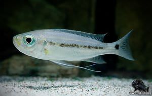 Haplotaxodon microlepis –