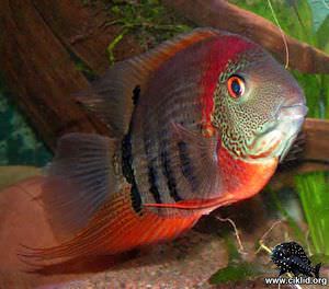 Heros sp. "red shoulder" – R&ouml;dskuldrad hantelciklid, Rotkeil