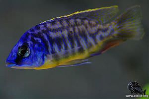 Protomelas fenestratus – yellow belly