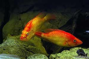 Petenia splendida – Bay snook