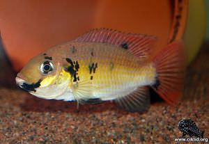 Sarotherodon melanotheron melanotheron –