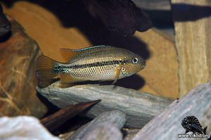 Chortiheros wesseli –