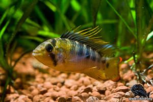 Apistogramma baenschi – Inkadvärgciklid, Inka-apistogramma, A188