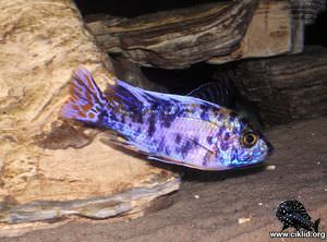 Aulonocara "OB" – Calico