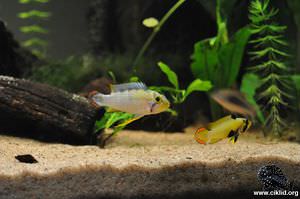 Apistogramma panduro – Panduro apisto, A183, A184, A185