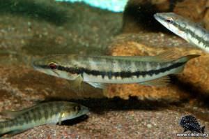 Crenicichla jaguarensis