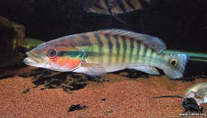 Crenicichla cincta –