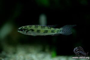 Dicrossus gladicauda –