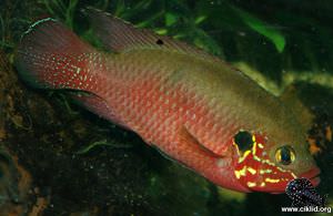 Rubricatochromis sp. "ankasa" – Ankasa juvelciklid