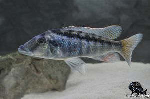 Lichnochromis acuticeps – Malawi Gar