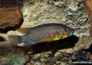 Thoracochromis callichromus –