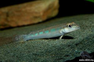 Teleocichla proselytus –