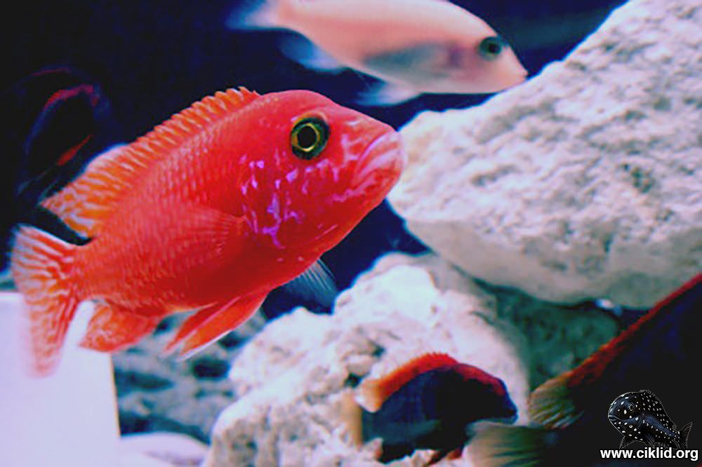 Röd firefish