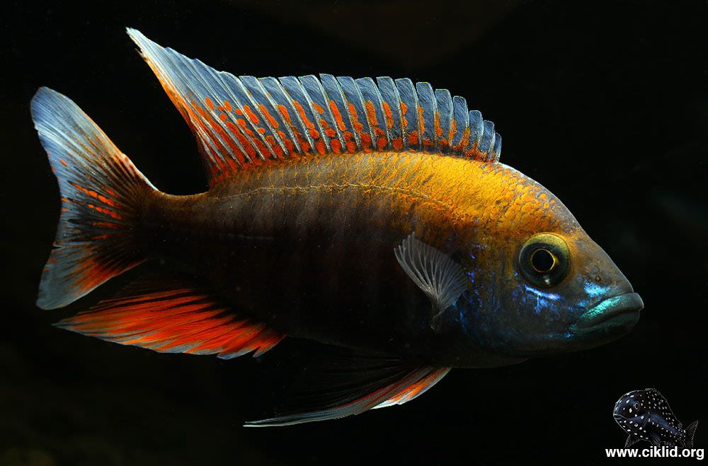<i>Aulonocara</i> <i>jacobfreibergi</i>
