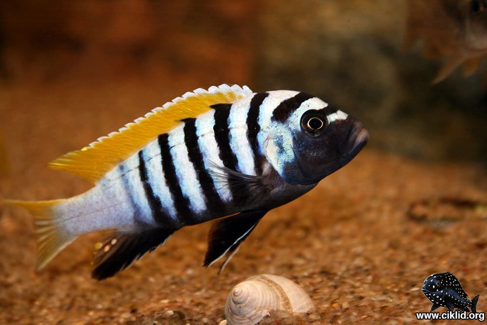 <i>Cynotilapia</i> <i>afra</i>