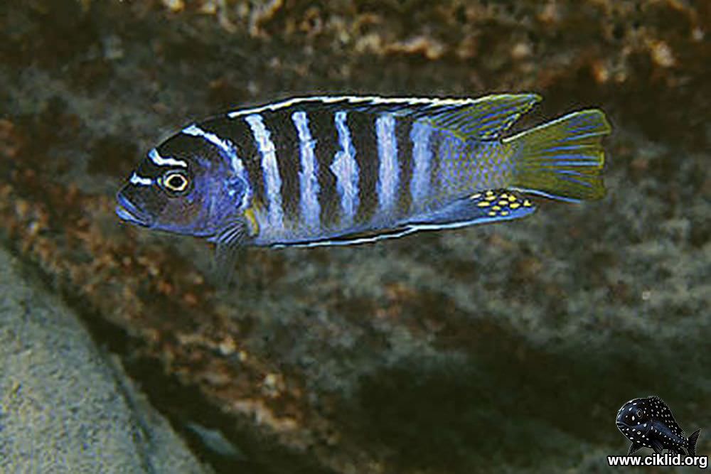 Magunga Reef