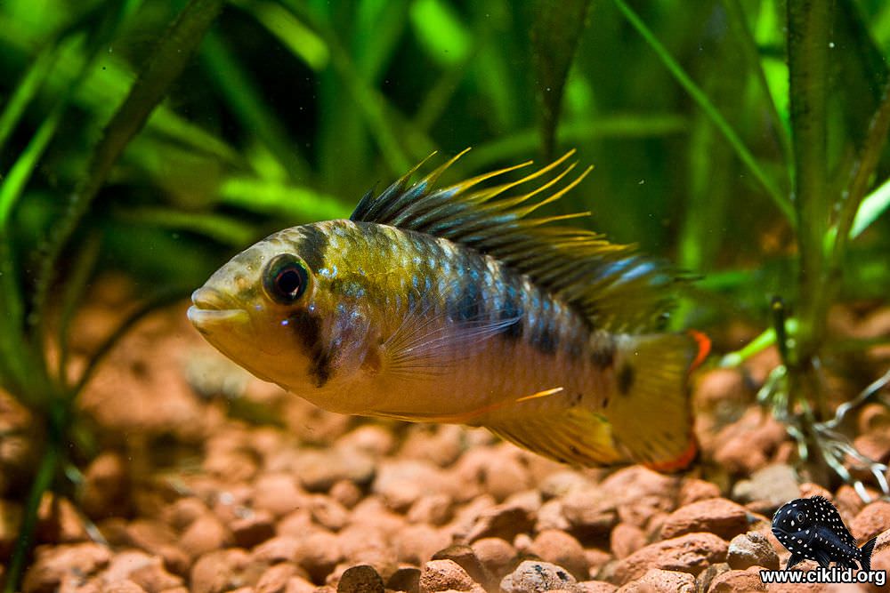 Apistogramma baenschi