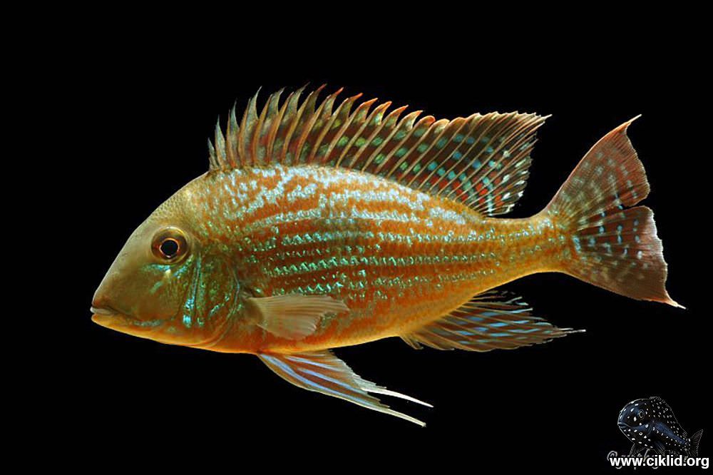 <i>Geophagus</i> <i>sveni</i>