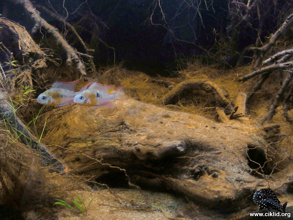 Två hanar i akvariemiljö inspirerad av artens biotop