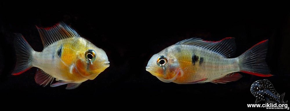 <i>Mikrogeophagus</i> <i>altispinosus</i>