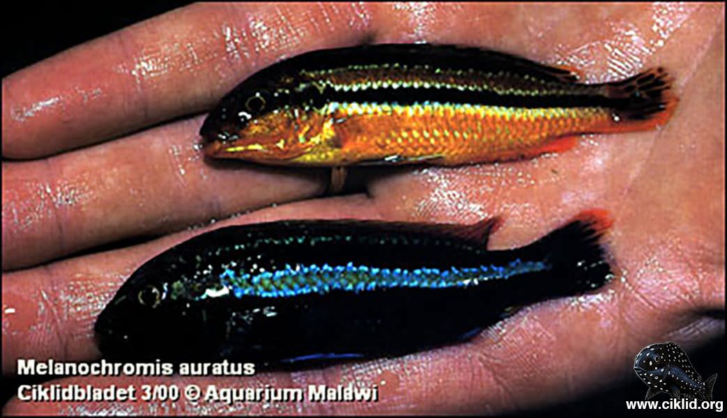 Aquarium Malawi
