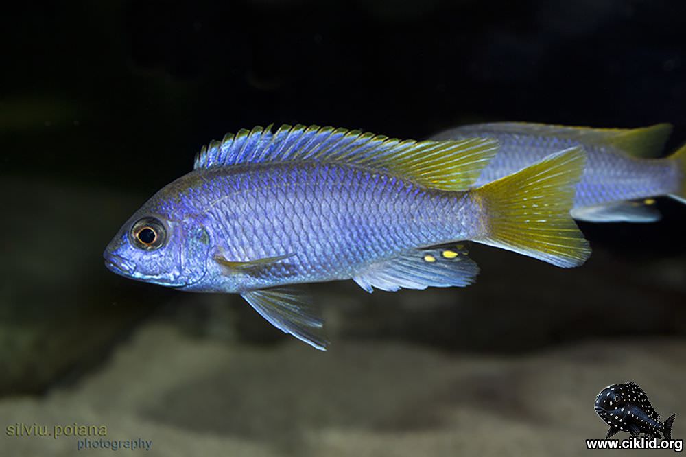 <i>Pseudotropheus</i> sp. "acei"