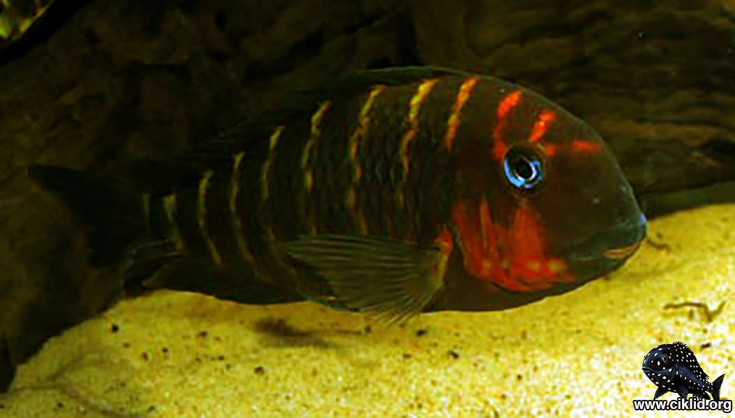 Tropheus sp. mpimbwe Nordiska Ciklidsällskapet