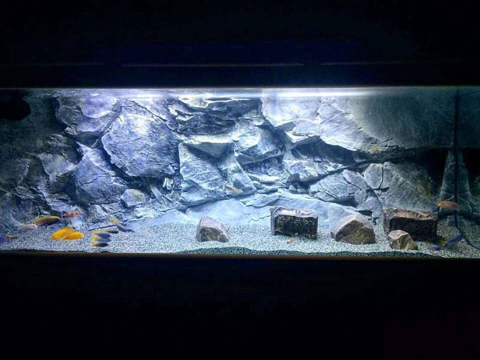 Klicka på bilden för större version

Namn: slim-aquarium-backgrounds-aquadecor-012.jpg
Visningar: 151
Storlek: 116,1 KB
ID: 757906