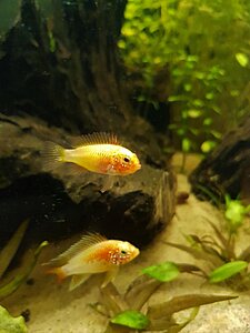 Klicka på bilden för större version

Namn: apisto paret.jpg
Visningar: 330
Storlek: 378,5 KB
ID: 756458