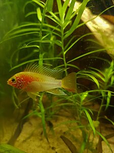 Klicka på bilden för större version

Namn: apisto Mac hane.jpg
Visningar: 388
Storlek: 379,6 KB
ID: 756456
