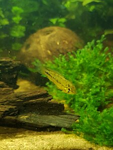 Klicka på bilden för större storlek  Namn:	        Evy.jpg Visningar:	1 Storlek:	369.2 kB ID:     	756598