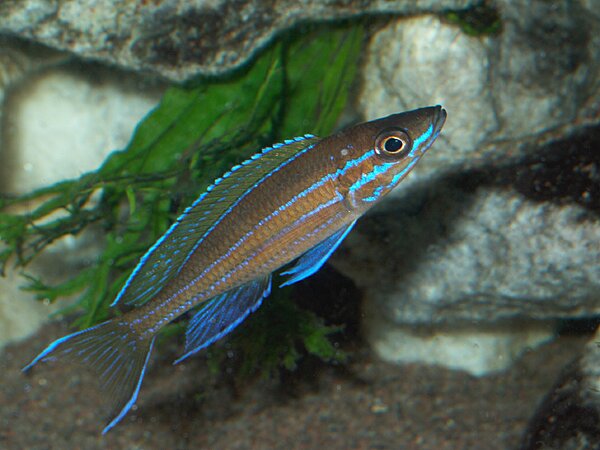 Klicka på bilden för större version  Namn: P nigripinnis 2.jpg Visningar: 0 Storlek: 521,6 KB ID: 766878
