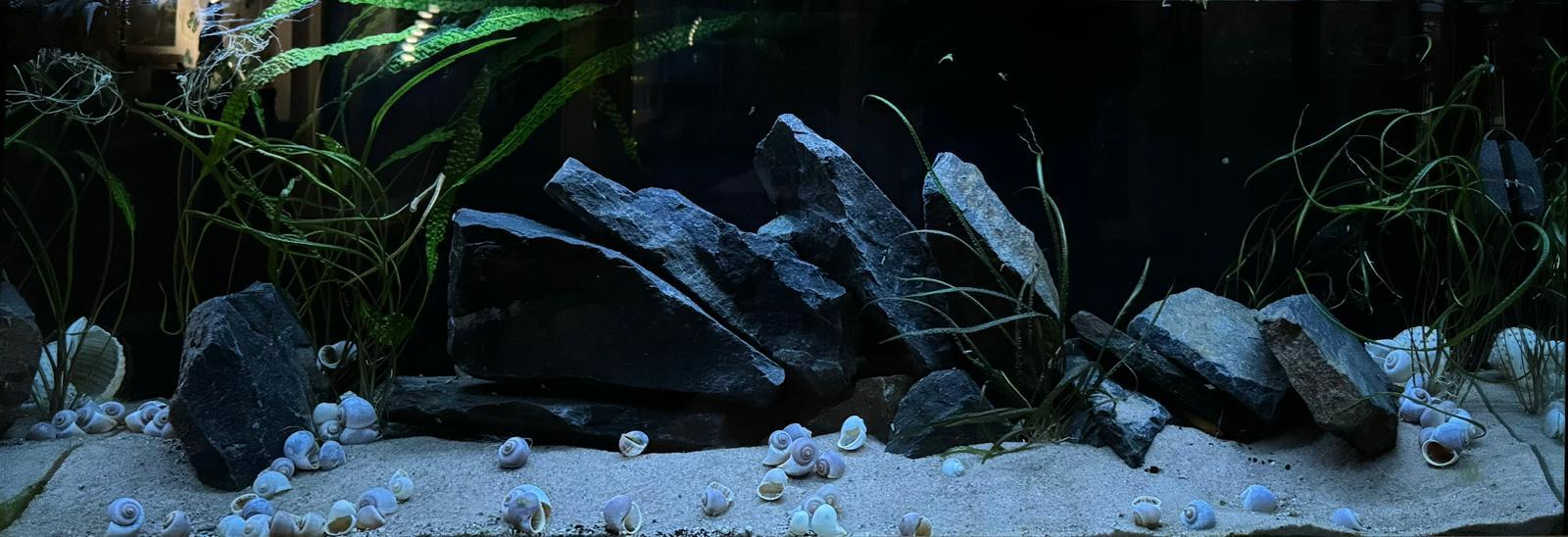 450L.jpg