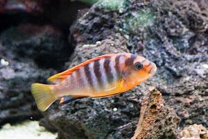 Labidochromis - sp. Hongi
