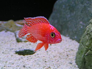 firefish