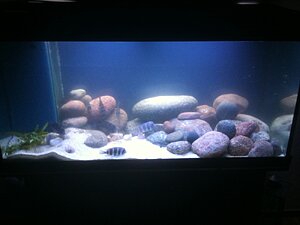 Min kompis Calles 360 l med  Ikola Frontosor med en och annan Altolamprologus compressiceps samt Calvus
