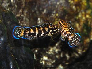 Julidochromis transcriptus kivas lite med varandra.