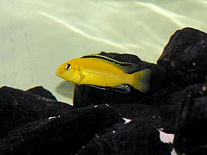Labidochromis caeruleus-hane.